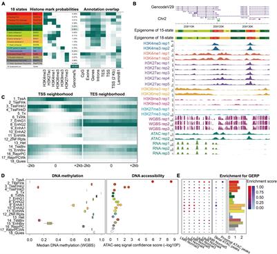 Integrative Epigenome Map of the Normal Human Prostate Provides Insights Into Prostate Cancer Predisposition